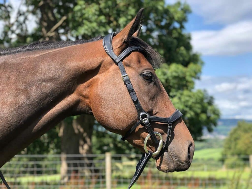 Test du bridon anatomique Easytrek en cuir taille L