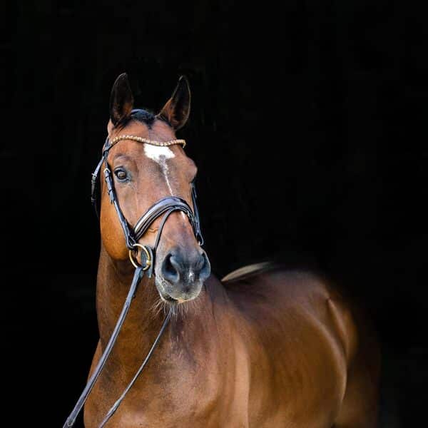 HORZE, bridon Anatomique de Cheval Clermont, Marron, XF