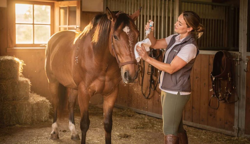 Comment soigner les petites blessures du cheval ?