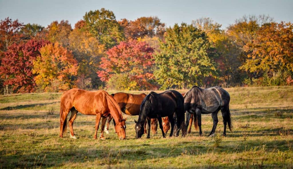 Bien-être équin : avantages de la randonnée équestre