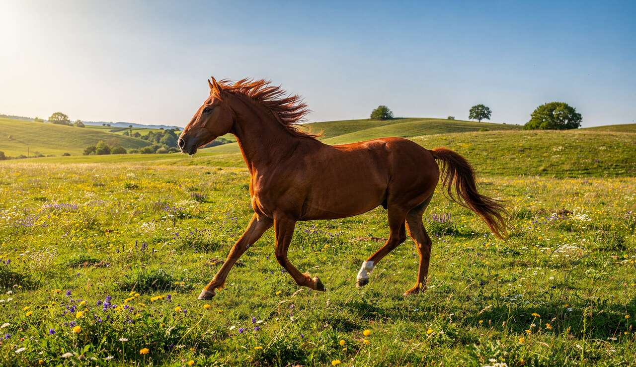 La red&eacute;couverte de la nature &agrave; travers le tourisme &eacute;questre