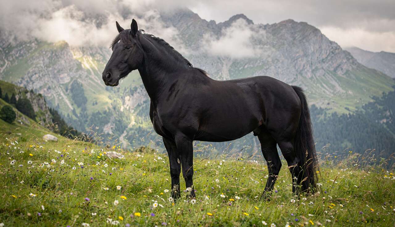 Le m&eacute;rens dans le tourisme &eacute;questre des pyr&eacute;n&eacute;es