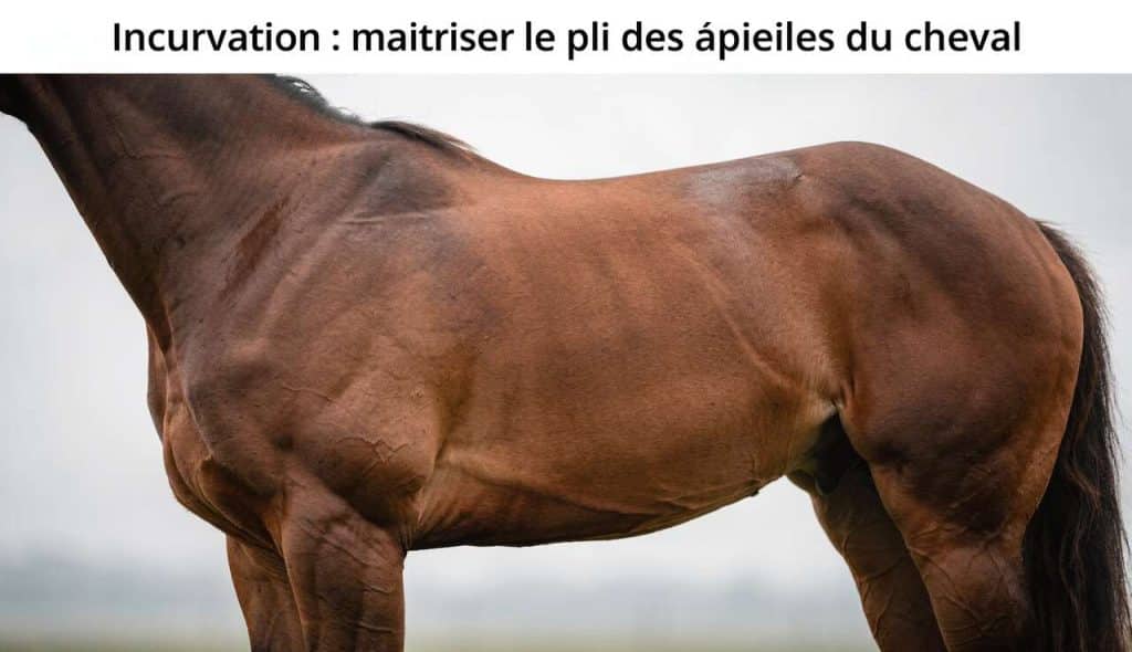 Incurvation : maîtriser le pli des épaules du cheval