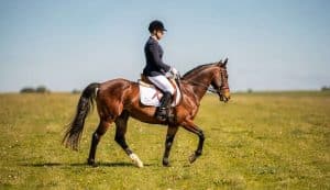 Exercices de transitions trot-pas-trot : améliorez votre maîtrise équestre