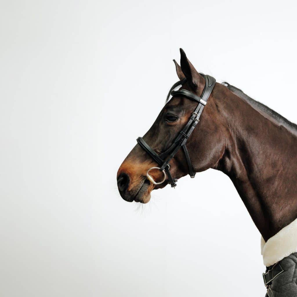 Test du filet équitation cuir 900 noir de Decathlon